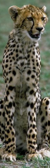 Gepard